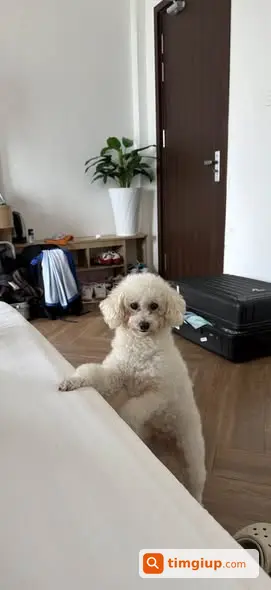 Chó Poodle Trắng Bị Lạc Tại Linh Chiểu, Thủ Đức Sáng 27-8
