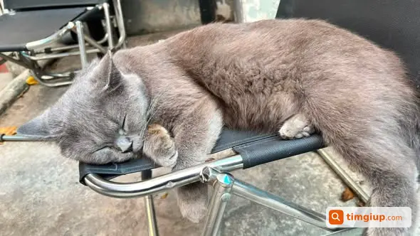 Mèo Bị Bắt Lúc 3h Sáng, Nhờ Tìm Thông Tin Người Bắt Mèo