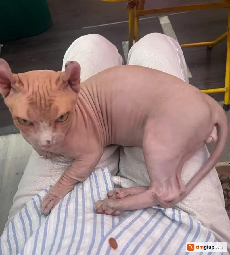 Tìm mèo không lông tên Mây Đai lạc tại Nhà Bè, TP.HCM