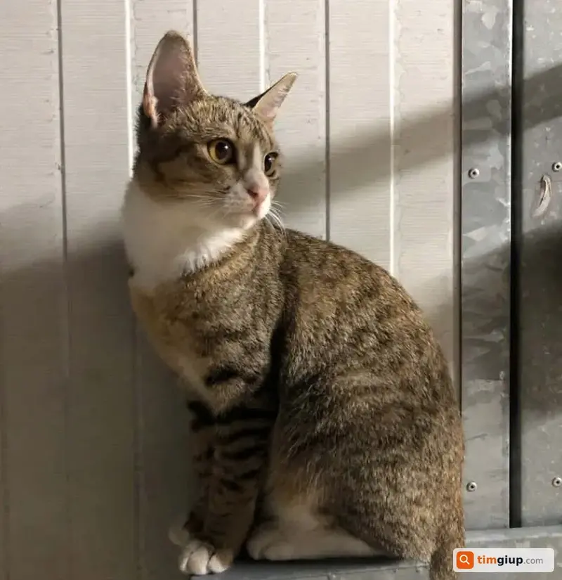 Tìm bé mèo mướp bị lạc tại khu vực Chánh Hưng, Quận 8, TP.HCM