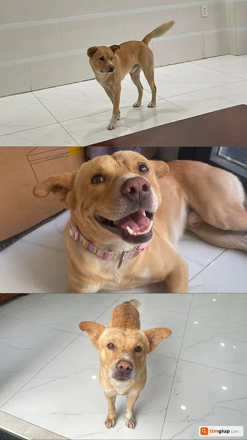 Tìm chuộc bé chó tên Ki thất lạc tại Quận 7, TP.HCM