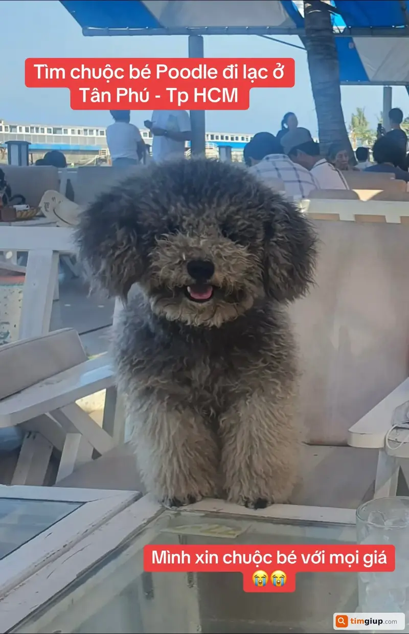 Tìm chó Poodle màu xám bị lạc tại khu vực Aeon Mall Tân Phú, TP.HCM
