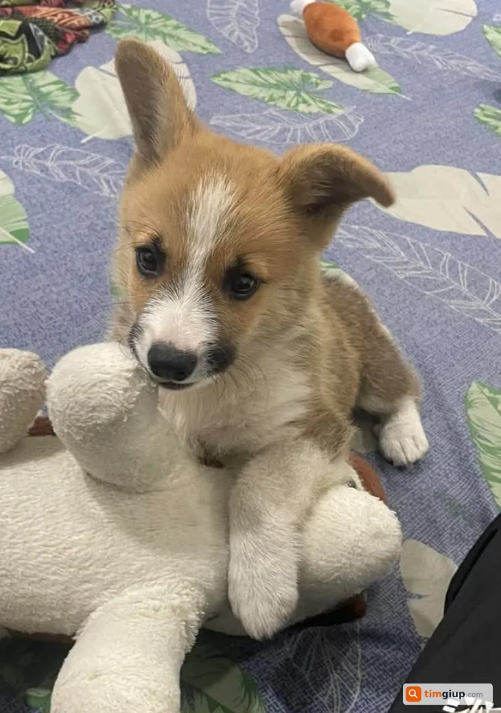 Tìm chú chó Corgi tên Gấu thất lạc tại Hóc Môn, TP.HCM