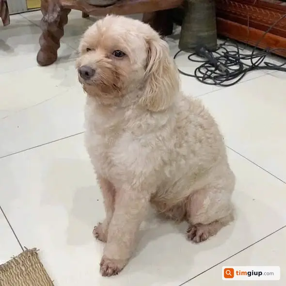 Tìm chó trắng 9kg lạc đêm 9/6 tại Đông Anh, Hà Nội