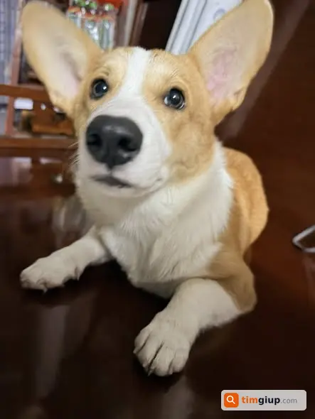 Tìm chó Corgi tên Gold lạc tại Long Bình, TP. Thủ Đức