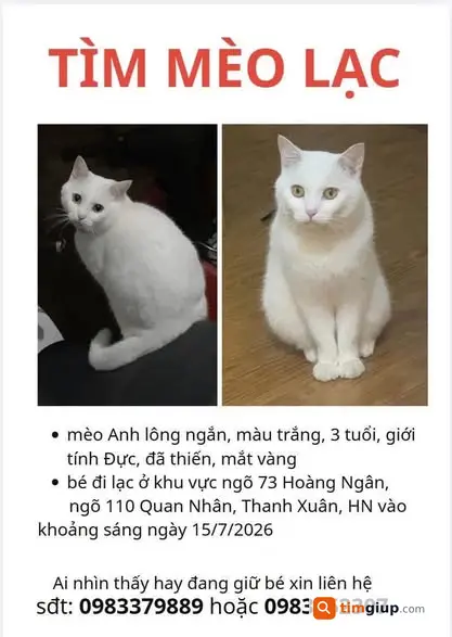 Tìm Mèo Uồm Lông Trắng Thất Lạc Tại Thanh Xuân, Hà Nội