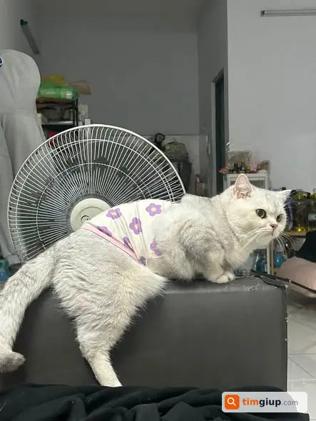 Ảnh 2