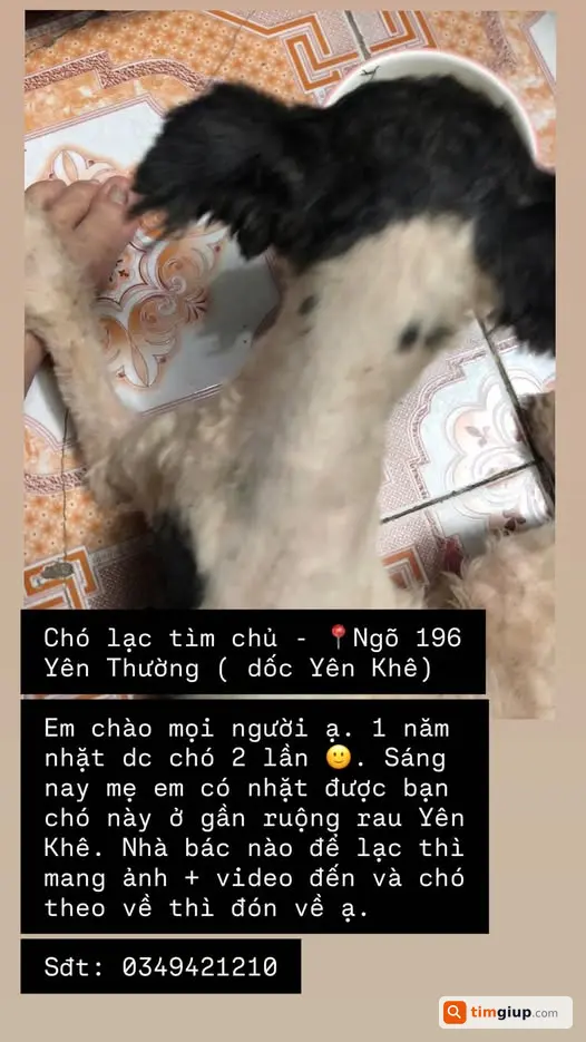 Nhặt được chó đi lạc, tìm chủ đến nhận lại