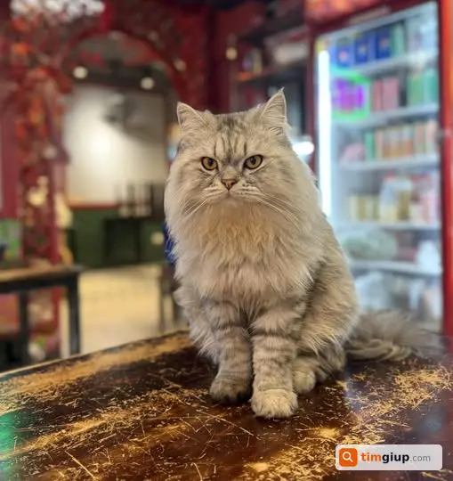 Tìm mèo Anh lông dài tên Bông lạc tại Lương Định Của