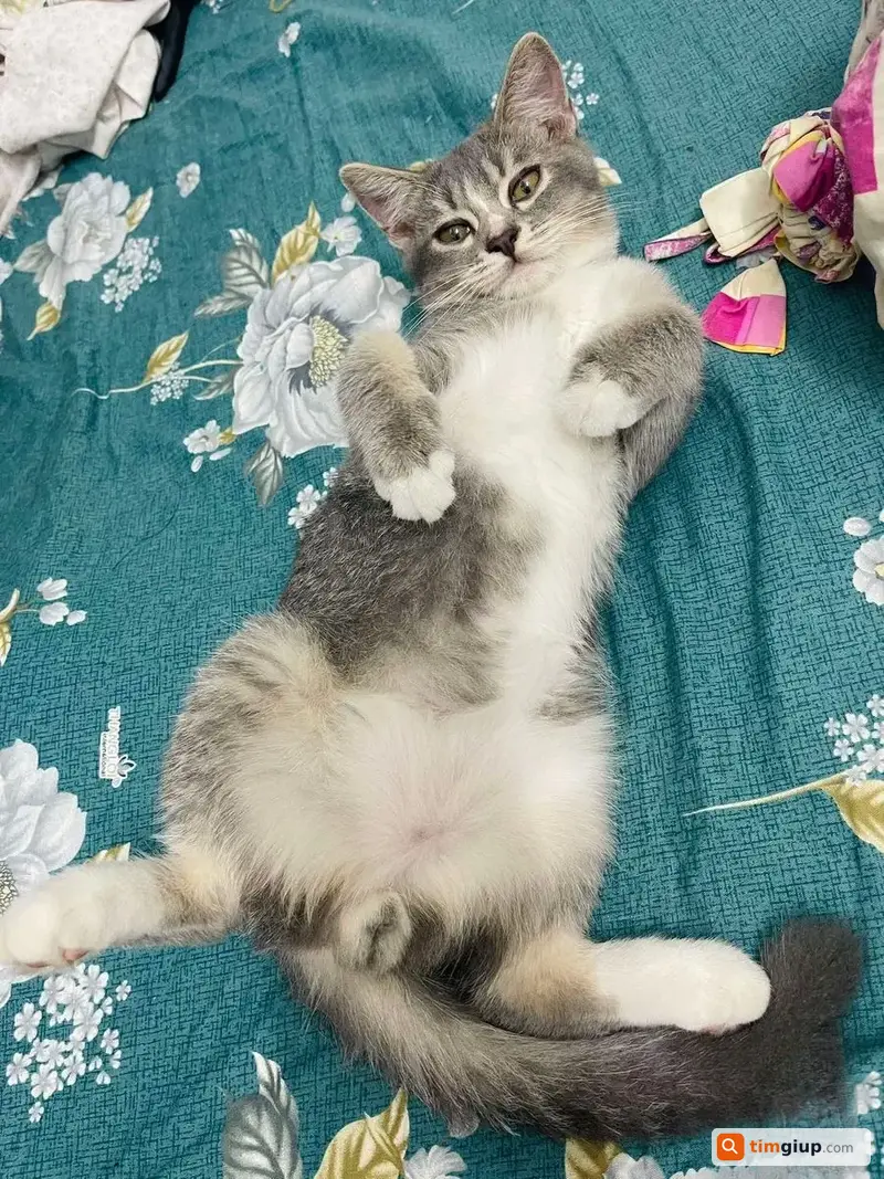 Tìm Mèo Anh Lai Xám Mắt Vàng Xanh Lạc Tại Tân An