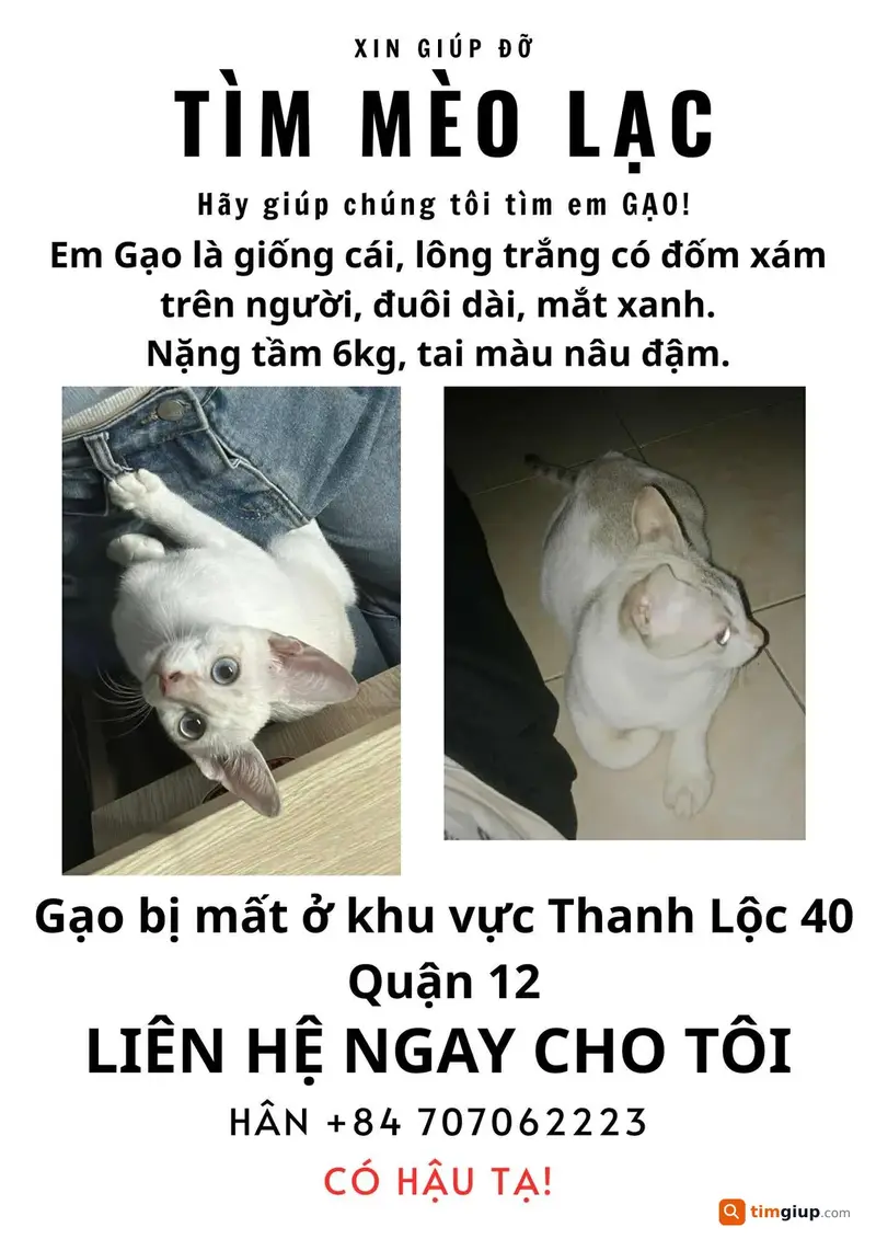 Tìm mèo lạc tên Gạo tại Quận 12, TP.HCM