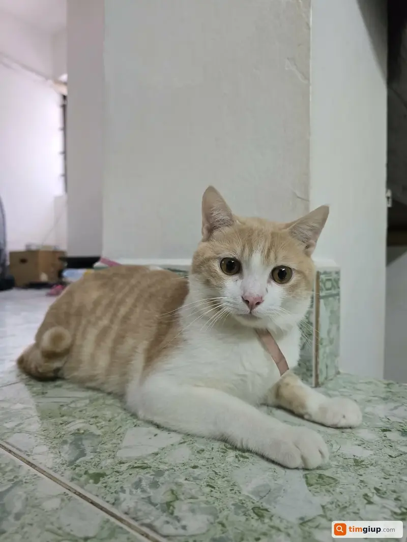 Tìm mèo ta tên MiMi thất lạc tại Quán Thánh, Hà Nội