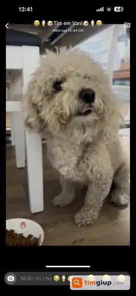 Tìm chó Poodle đực màu kem be lạc tại Bình Chánh