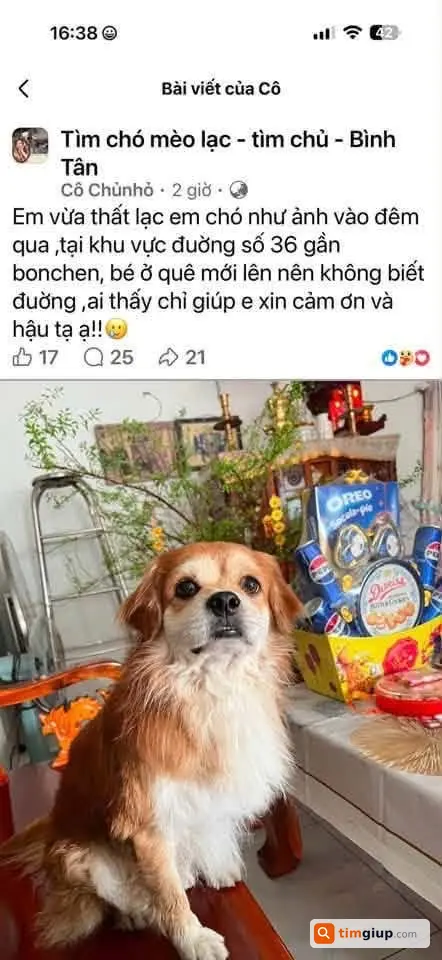 Tìm Chó Thất Lạc, Mong Gặp Bé Và Liên Hệ Gia Đình Gấp