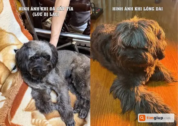 Tìm chó lai Poodle màu tro xám lạc tại Bạch Mai Hà Nội