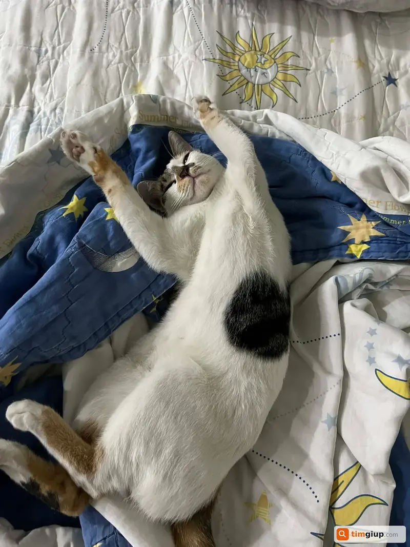 Tìm mèo tam thể tên Bông thất lạc tại Quận 7, TP. Hồ Chí Minh