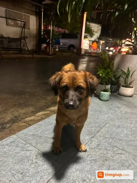 Tìm Chủ Nhân Cho Bé Chó Nâu Mặt Đen Lạc Tại Đa Sỹ