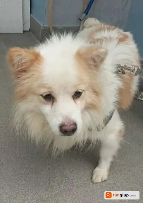 Tìm bé chó tên Lucky bị thất lạc tại TP.HCM