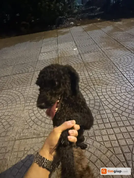 Nhặt được chó Poodle đen lạc tại chung cư Meco Kim Liên