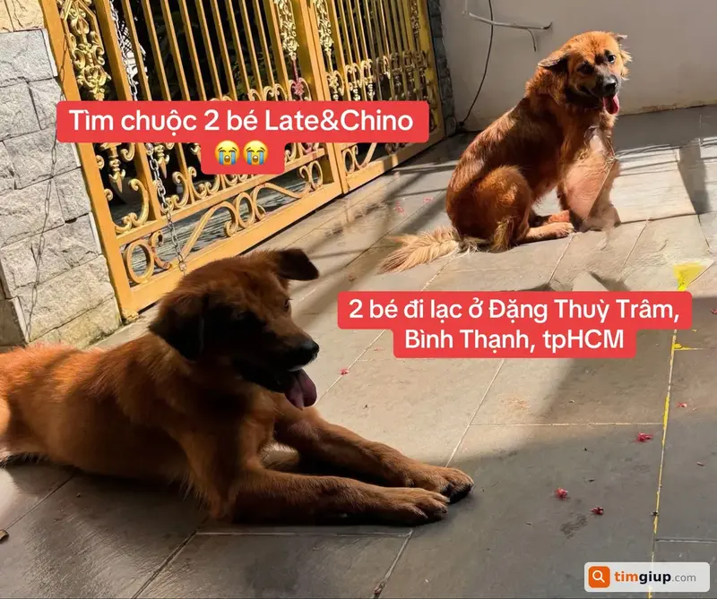 Tìm 2 bé chó cỏ lông vàng tên Late và Chino lạc tại Quận Bình Thạnh