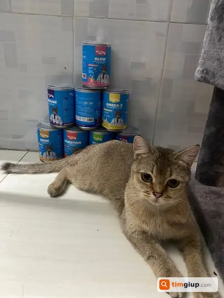 Tìm Mèo Cái 2,5kg Thất Lạc Tại Đường Phan Văn Hớn, Quận 12, Tp.hcm