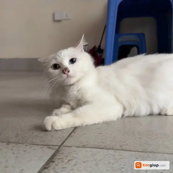 Tìm mèo mẹ đang cho con bú bị bắt mất tại phố Nhổn