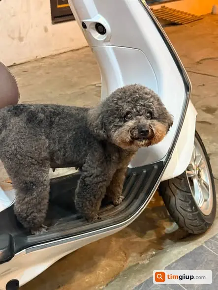 Tìm Chó Poodle Đen Bạc Thất Lạc Khu Vực Giải Phóng