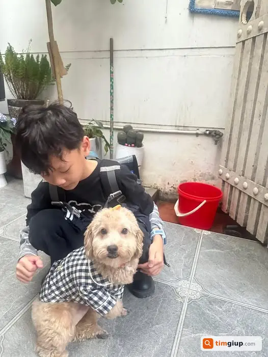 Tìm chó Poodle màu vàng mơ thất lạc tại Nguyễn Chính Tân Mai