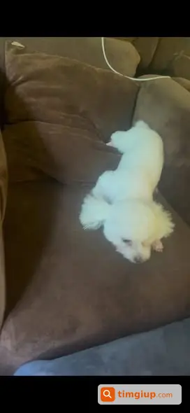 Chó Poodle Trắng Tiny 2kg Thất Lạc Tại Hàng Buồm, Hà Nội