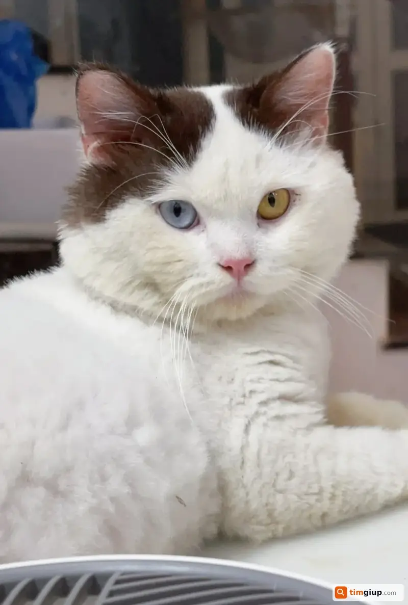 Tìm mèo giống ALD lông trắng, mắt hai màu tại Gò Vấp, TP.HCM