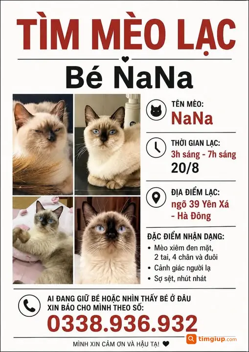 Mèo Nana Thất Lạc Tại Ngõ 39 Yên Xá, Hà Đông