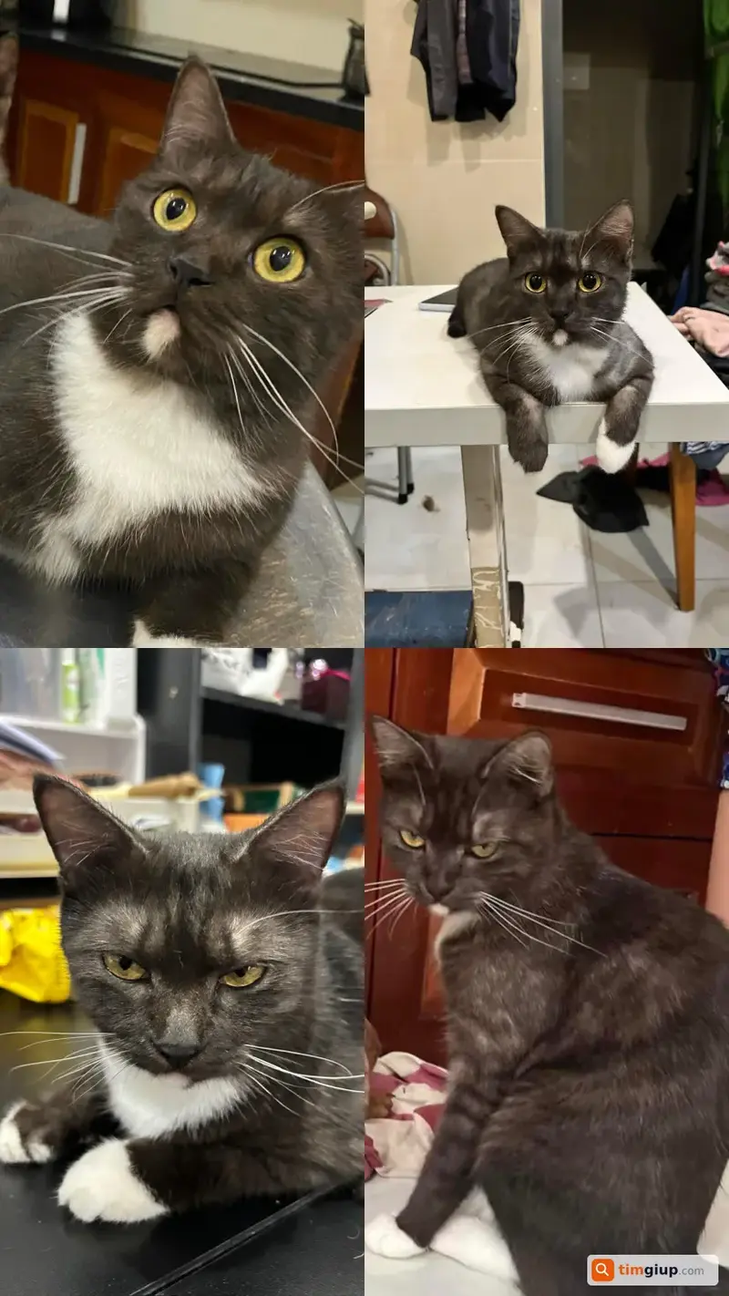 Tìm mèo lạc tên Yo tại Quận 2, TP. Hồ Chí Minh