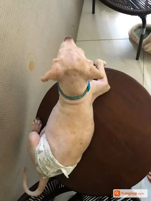 Tìm Mèo Tôm Thất Lạc Tại Yên Sở, Hà Nội