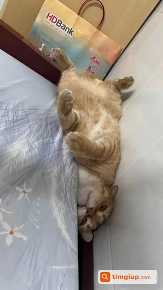 Ảnh 5