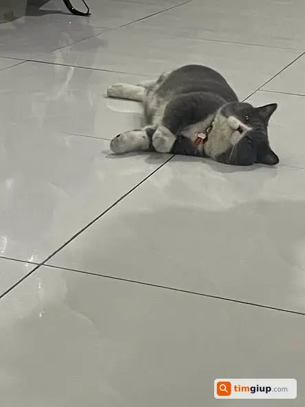 Tìm mèo thất lạc tại khu dân cư Thái Bình Dương, Thuận Giao