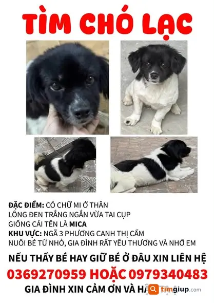 Tìm chó đen trắng lông dài 10kg lạc Phương Canh Hà Nội