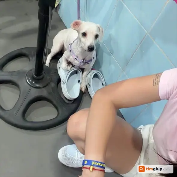 Tìm Chó Poodle Trắng Thất Lạc Từ Tôn Đức Thắng Đến Văn Miếu, Hà Nội