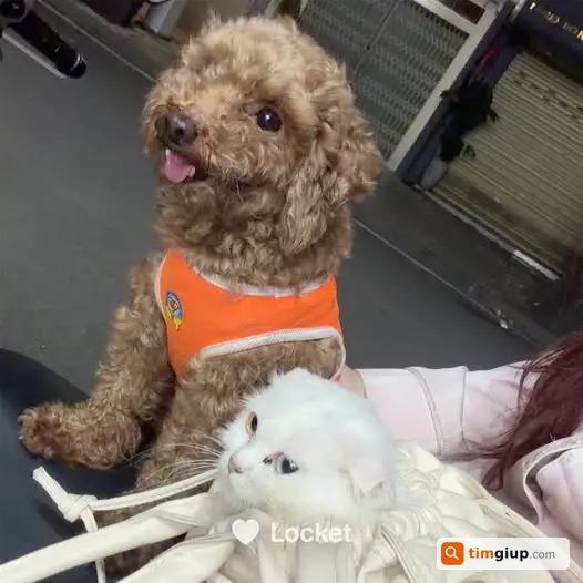 Tìm Chó Poodle Nâu Thất Lạc Gần Galaxy Nguyễn Du, Quận 1