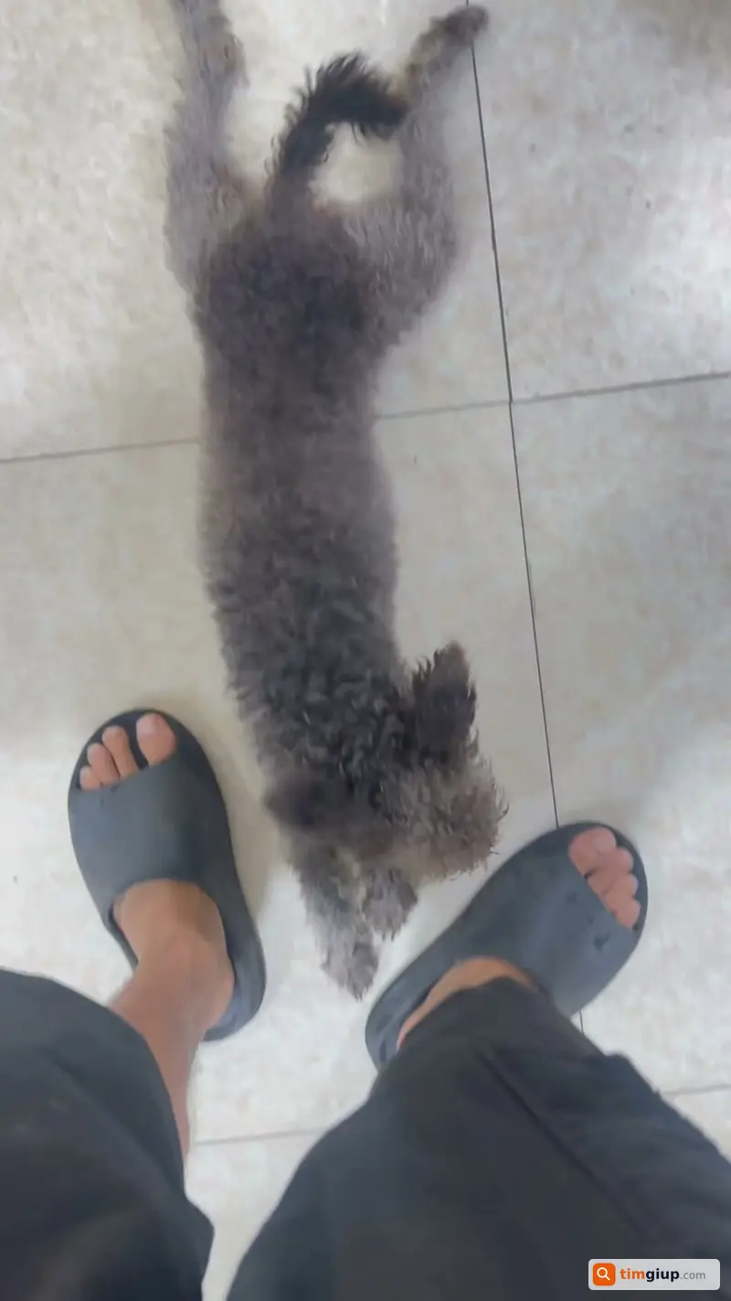 Nhặt Được Chó Đi Lạc Tại Khu Vực Đồng Đanh, Tìm Chủ