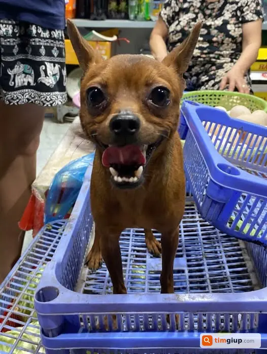 Tìm chó Phốc hơn 2 tuổi thất lạc ngõ Nguyễn Ngọc Vũ, Hà Nội