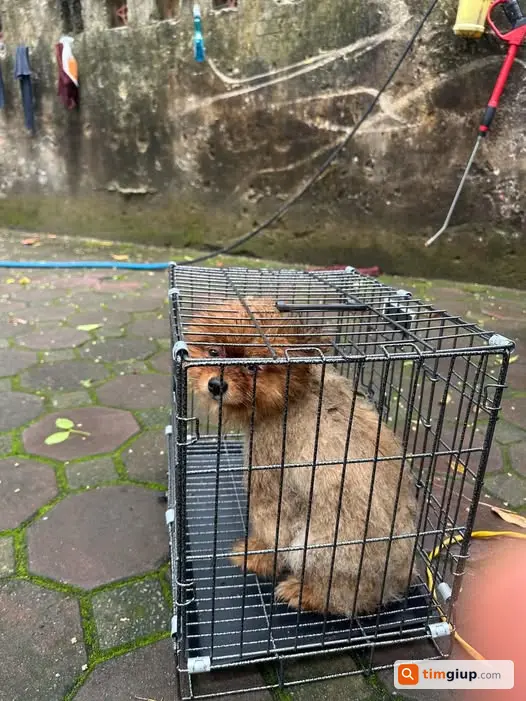 Nhặt được chó lạc lông ướt gần công viên Bách Thảo