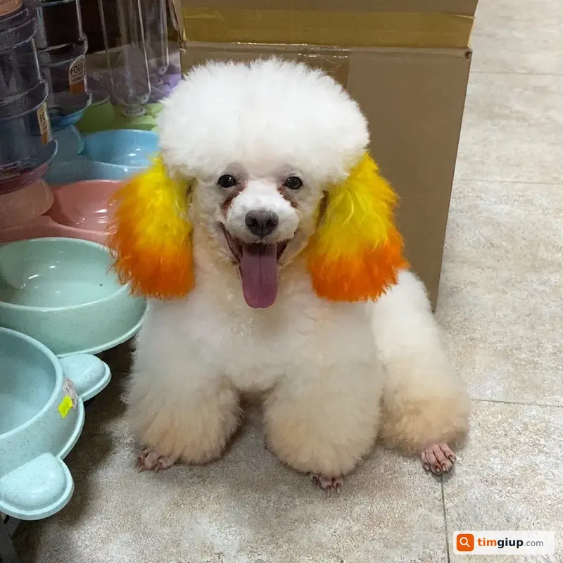Tìm chó Poodle lông vàng nhuộm vàng, vòng cổ đỏ lạc cầu Phú Long Q12