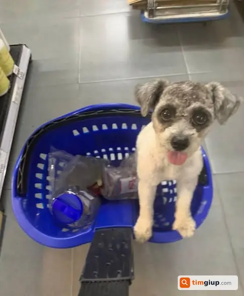 Tìm chó Poodle lai cái lạc tại Trần Quang Diệu, Cần Thơ