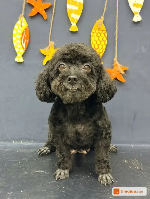 Tìm Chó Poodle Đen Tên Mực Thất Lạc Tại Thụy Khuê, Hà Nội