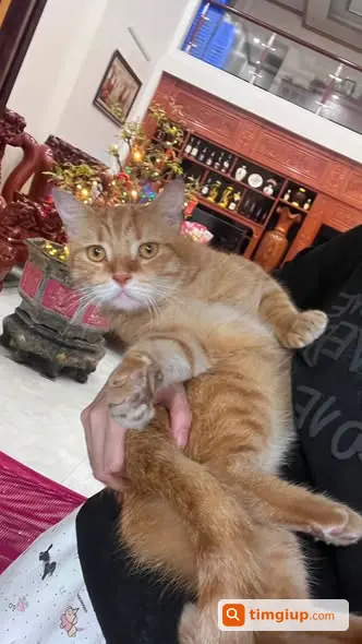 Tìm Mèo Cam Tên Cúc Thất Lạc, Thân Thiện Và Đã Thiến