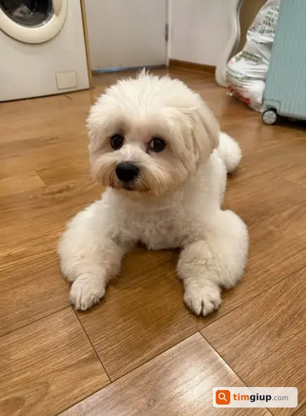 Tìm Chó Bichon Lai Nhật Tên Money Thất Lạc Tại Lạc Long Quân, Hà Nội