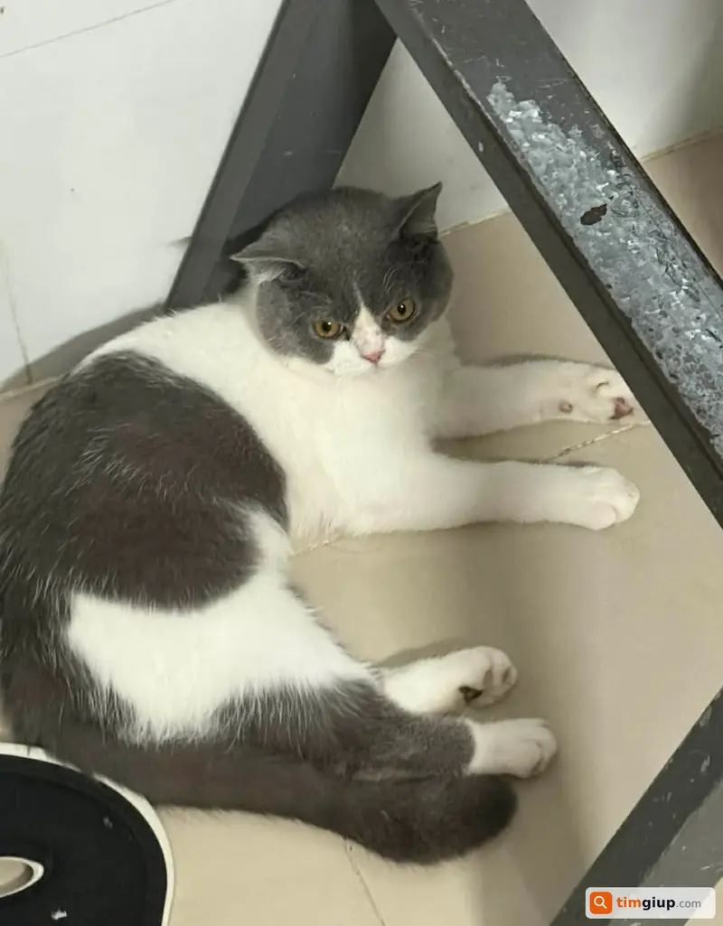 Tìm mèo lạc tên Kem tại Quận Bình Tân, TP.HCM