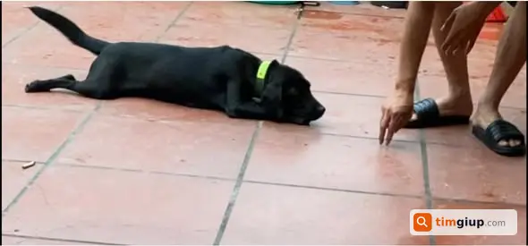 Tìm chó Labrador đen cái lạc tại Phúc Đức, Sài Sơn Quốc Oai