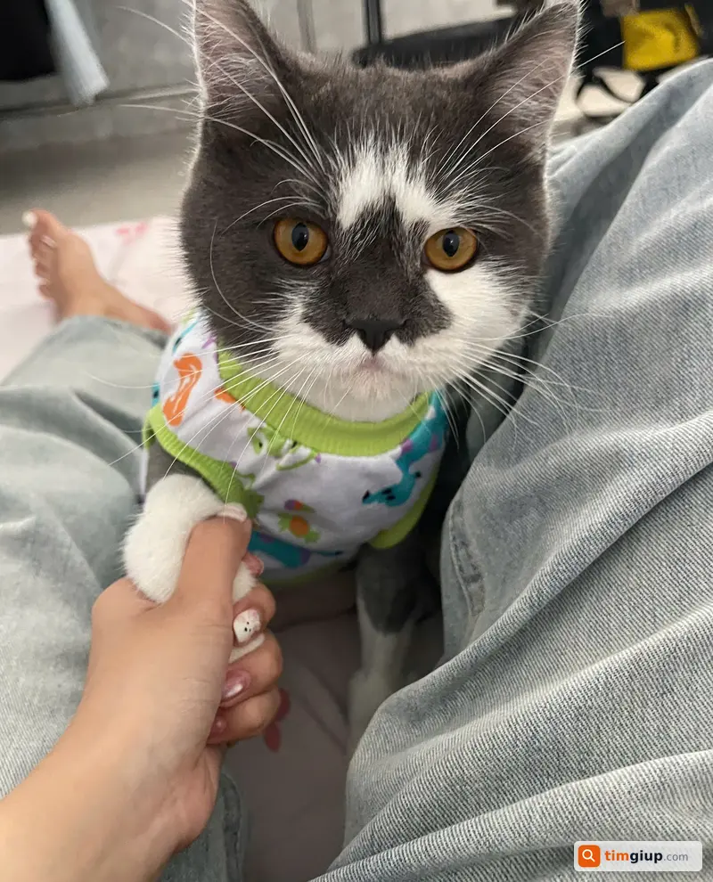 Tìm mèo Anh lông xám trắng tên Mít lạc ở Cờ Đỏ Cần Thơ