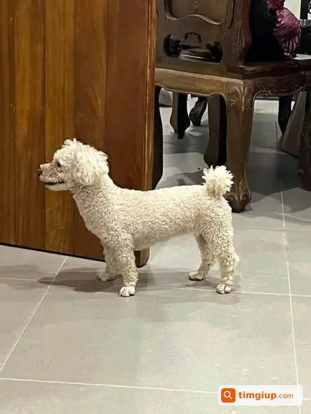 Tìm Chó Poodle Cái Tên Mận Thất Lạc Tại Đông Ngạc, Hà Nội